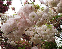 Places to view Spring Flowers in Beijing